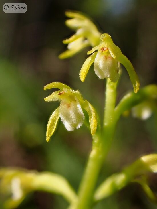 Corallorhiza trifida